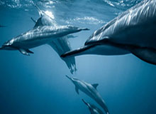 开云体育官网app下载-ESPN新赛季球员排名100-51：比尔CJ大幅度下滑